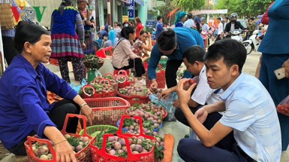 Mận Tam Hoa chín rộ chào đón Tuần Văn hóa - Du lịch Bắc Hà