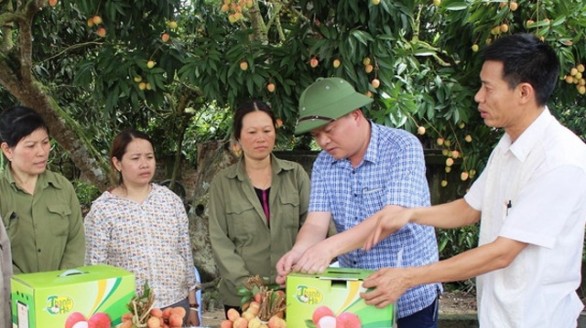 Những “lần đầu tiên” của vải thiều Thanh Hà