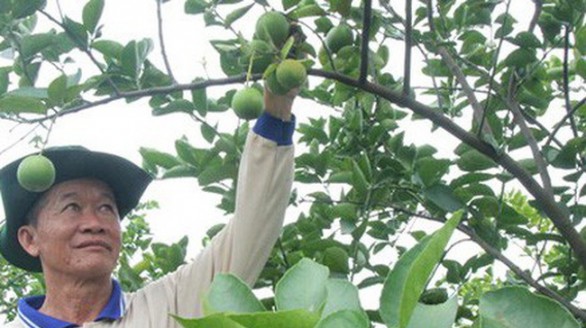 Trồng chanh thu tiền tỷ mỗi năm