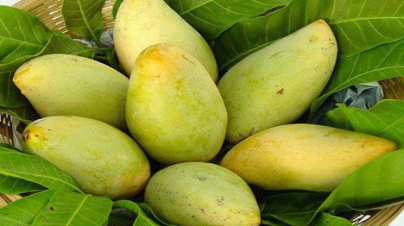 Quả xoài Việt sắp vào thị trường Mỹ
