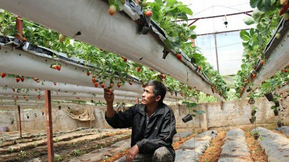 Lãi 2 tỷ đồng mỗi năm từ trồng dâu