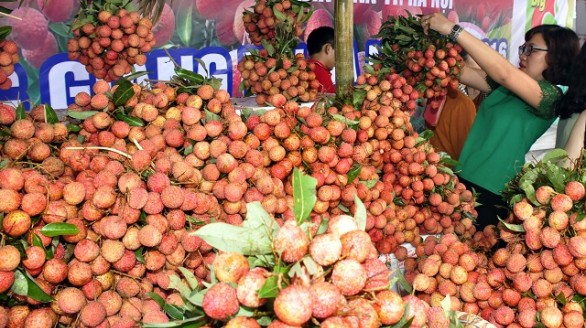 Tuần lễ vải thiều lục ngạn tại Hà Nội
