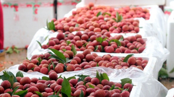 Hơn 7.000 tấn vải được xuất qua cửa khẩu Lào Cai