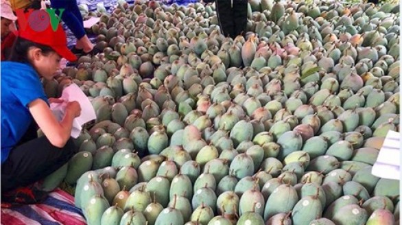 Xoài Mường La (Sơn La) được xuất khẩu sang Trung Quốc