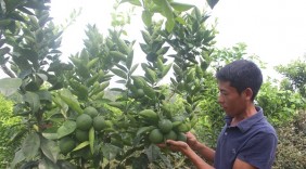 Lái xe bỏ nghề, đưa cam Vinh về Phú Thọ trồng, thu ngay 200 triệu