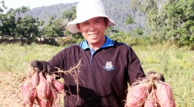 Thu hàng trăm triệu đồng từ trồng khoai lang đỏ