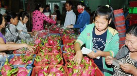 Cẩm nang xuất khẩu thanh long vào thị trường Trung Quốc