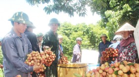 Thanh Hà (Hải Dương): Thu hút nhiều doanh nghiệp nước ngoài thu mua vải thiều