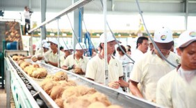 Đảm bảo đầu ra cho trái dừa Bến Tre