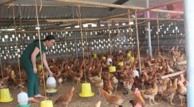 Khởi nghiệp từ nuôi gà