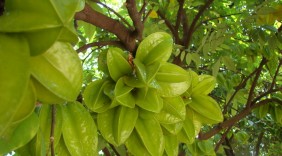 Quả khế chua chữa bệnh