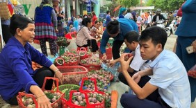 Mận Tam Hoa chín rộ chào đón Tuần Văn hóa - Du lịch Bắc Hà
