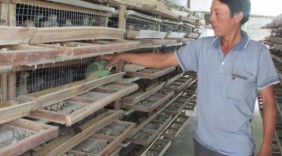 Làm giàu từ nuôi chim bằng nắm tay