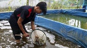 Mỗi năm thu 600 triệu nhờ nuôi chạch lấu