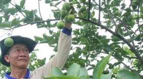 Trồng chanh thu tiền tỷ mỗi năm