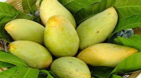 Quả xoài Việt sắp vào thị trường Mỹ