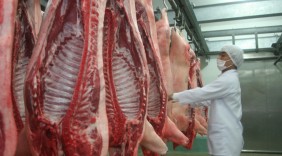 Lần đầu Việt Nam xuất khẩu thịt heo tươi