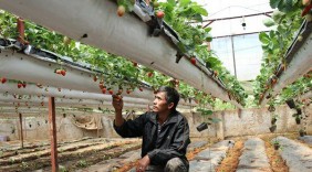 Lãi 2 tỷ đồng mỗi năm từ trồng dâu