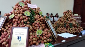 Lễ hội vải thiều Thanh Hà: Khách được thưởng thức vải thiều xịn miễn phí