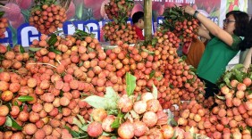 Tuần lễ vải thiều lục ngạn tại Hà Nội