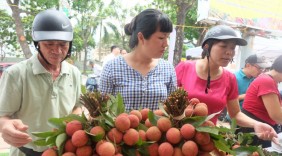 5 tấn vải thiều Thanh Hà 