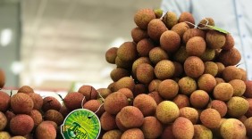 “Tuần lễ vải thiều Thanh Hà” sẽ được tổ chức tại Hà Nội