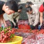 Vải thiều đã xuất khẩu đến hơn 30 quốc gia