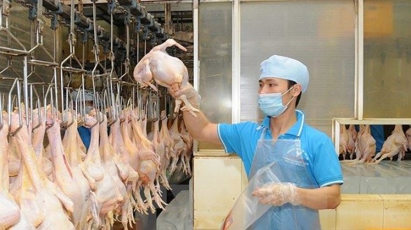 Gà Việt ngày càng xuất hiện nhiều trong bếp ăn người Nhật