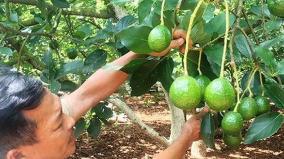 Mở rộng thị trường tiêu thụ cho quả bơ Đắk Nông