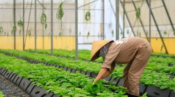 Rau hữu cơ PVF của TH ra mắt ấn tượng tại chợ nông sản lớn nhất thế giới