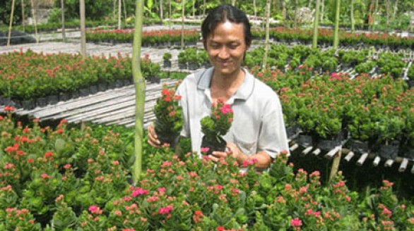 Đất hẹp, trồng sống đời, lời 200 triệu/năm