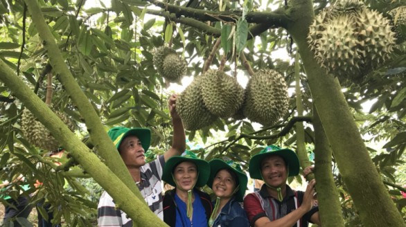 Thu tiền bạc tỷ nhờ cây sầu riêng