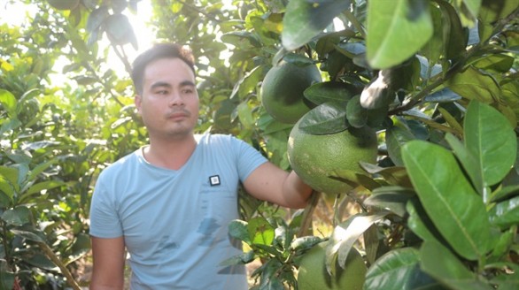 Trồng bưởi da xanh trên đất vải thiều, lãi 1 tỷ đồng/3ha/năm