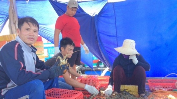 Từ hai bàn tay trắng kiếm 1,5 – 2 tỷ đồng/năm nhờ nuôi tôm hùm