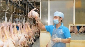 Gà Việt ngày càng xuất hiện nhiều trong bếp ăn người Nhật
