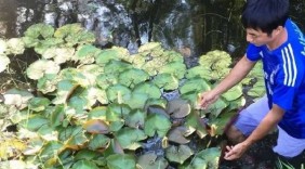 ‘Trồng hoa trên bùn’ chàng nông dân 8X Huế ‘bội thu’ nửa tỷ/ năm