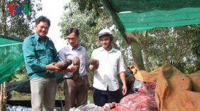 Khoai mỡ Long An chinh phục thị trường Nhật Bản và EU