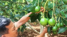Mở rộng thị trường tiêu thụ cho quả bơ Đắk Nông