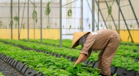 Rau hữu cơ PVF của TH ra mắt ấn tượng tại chợ nông sản lớn nhất thế giới