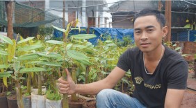 8X kiếm bội tiền đưa giống sầu riêng về quê