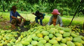 Giao lưu kết nối sản xuất, thu mua nông sản