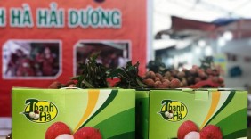 Phát triển thương hiệu vải thiều Thanh Hà