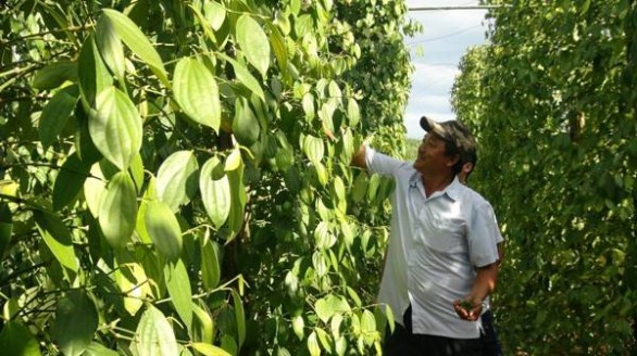 Tỷ phú trên vùng gò đồi hoang hóa