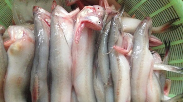Cá khoai - món ăn bổ mát, trị nhiều bệnh