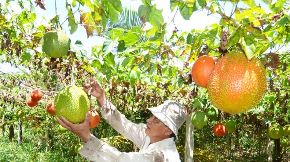 Khởi nghiệp bằng 2 công đất thu tiền tỷ mỗi năm