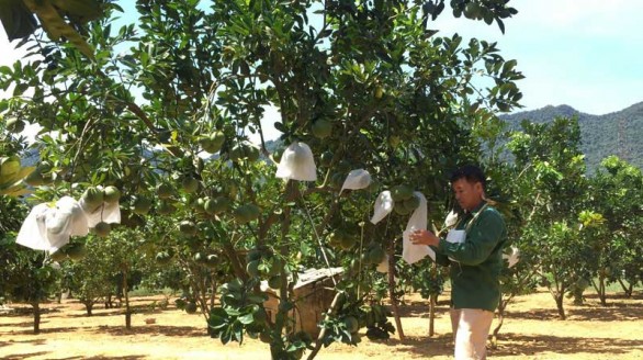 Nhà nông Tạ Hữu Hậu khởi nghiệp thành công nhờ sự kiên trì