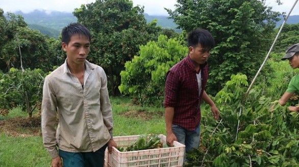 Sơn La quyết tâm xuất khẩu 5.000 tấn nhãn tươi sang Úc, Nhật Bản