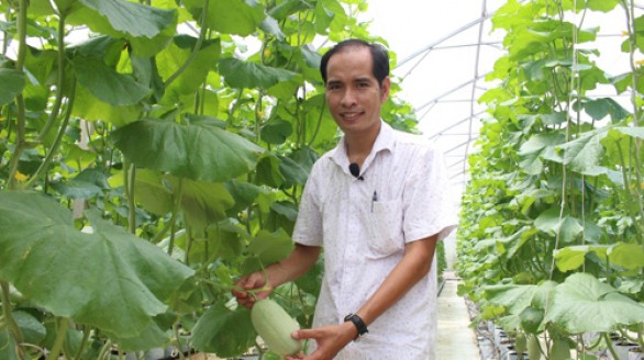 Vườn dưa xanh tốt không dùng thuốc của chàng kỹ sư công nghệ