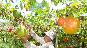 Khởi nghiệp bằng 2 công đất thu tiền tỷ mỗi năm