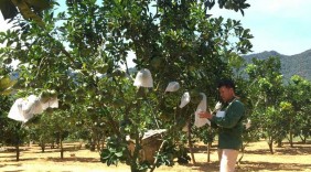 Nhà nông Tạ Hữu Hậu khởi nghiệp thành công nhờ sự kiên trì